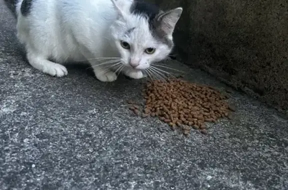 Chat blanc câlin trouvé à Cambrai - photo