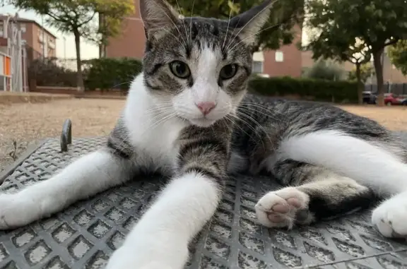 ¡Ayuda! Kiwi, Gato Joven Perdido en Viladecans