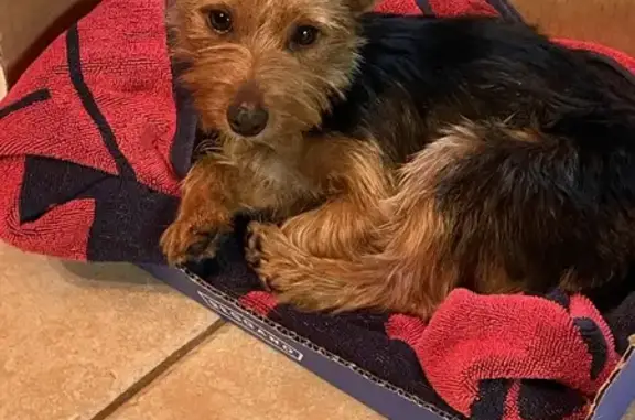 Lost Yorkie Found in Loxahatchee - Help!