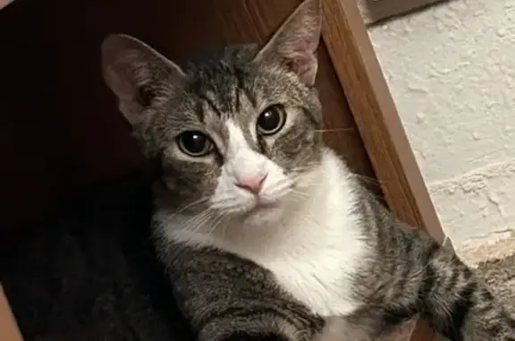 Lost Grey Tabby Cat in Tacoma - Help Find Him!
