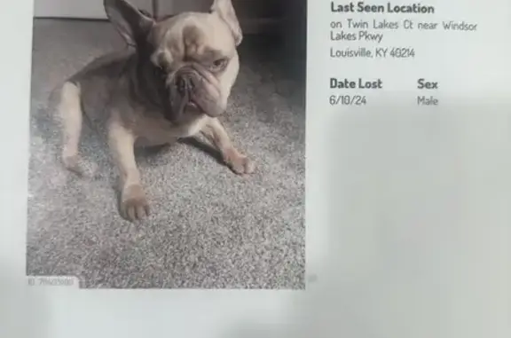Lost French Bulldog in Louisville - Help!