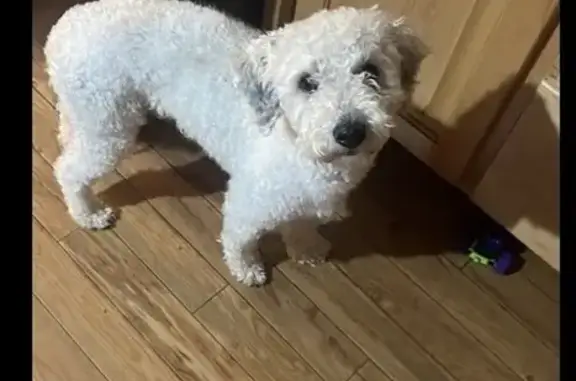 Lost White Male Dog 'Rue' on Hwy B, Mansfield
