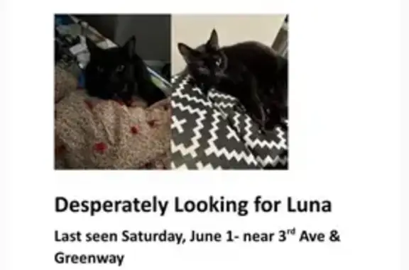 Lost Black Bombay Cat - Spayed & Chipped!