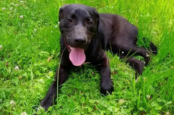 Found Friendly Black Dog Near Par Rd 118, Shreveport!