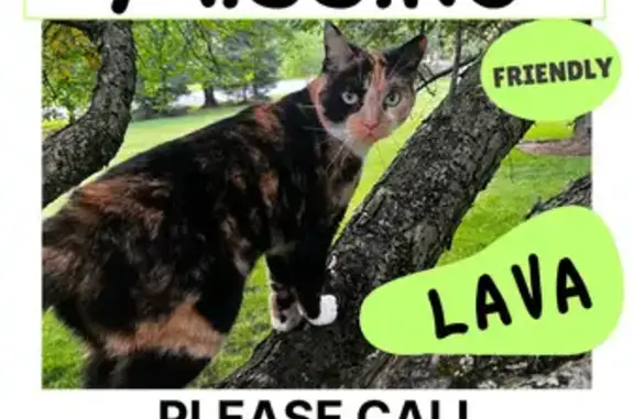 Lost Calico Cat Near Rockleigh, NJ - Help!