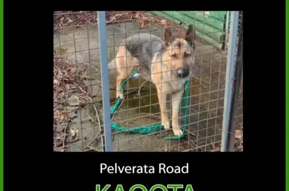 Found! Female German Shepherd...