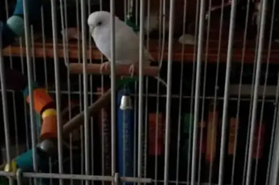 Missing: Chikky the Budgie - Meyer St, Pretoria