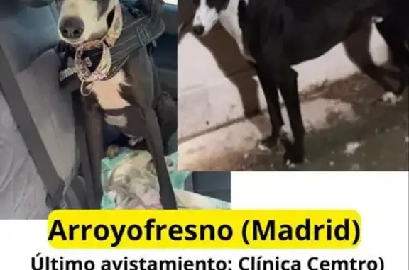 ¡URGENTE! Galgo Negro Perdido - Visto en Madrid