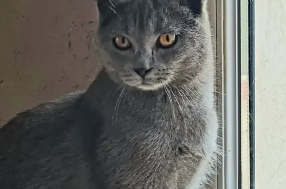 Chat perdu, , photo: Chaton chartreux disparu à Cuers