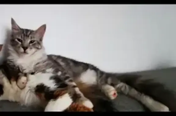 Chat perdu, , photo: Chat gris-blanc perdu, +5kg, La Chapelle