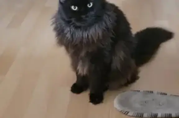 Chat perdu, Plouay, photo: Chat Maine Coon noir disparu à Plouay