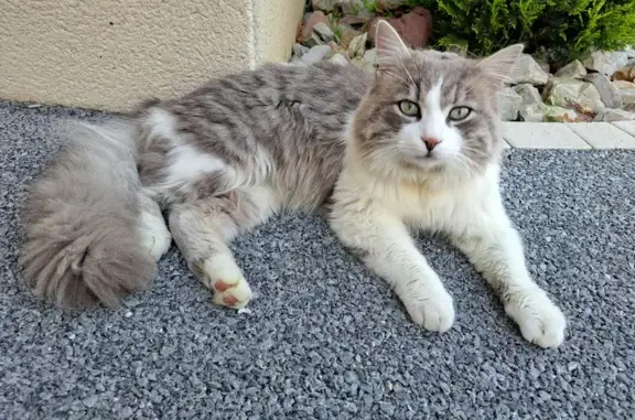 Chat gris-blanc perdu à Étival - photo