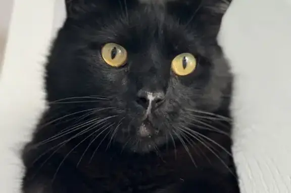 Animaux perdus Le Havre, photo: Chat noir perdu au Havre