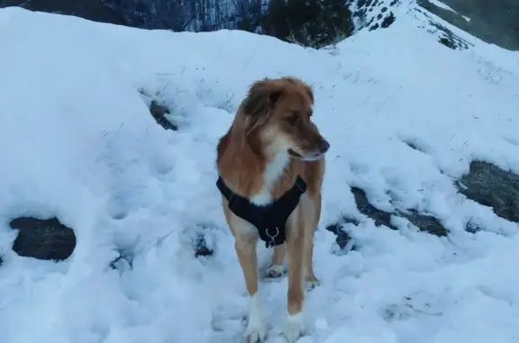 Chien perdu Briançon, photo : Chienne fauve perdue à Briançon