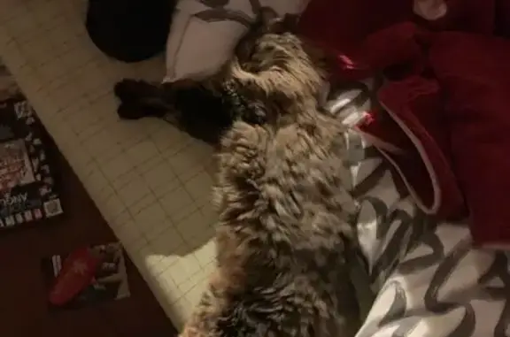 Animaux perdus , photo: Chatte tigrée disparue - La Ferté
