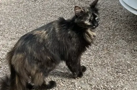 Chaton craintif trouvé à Saumur - photo