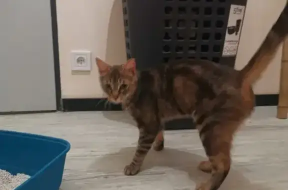 Chaton tigré suiveur retrouvé - photo