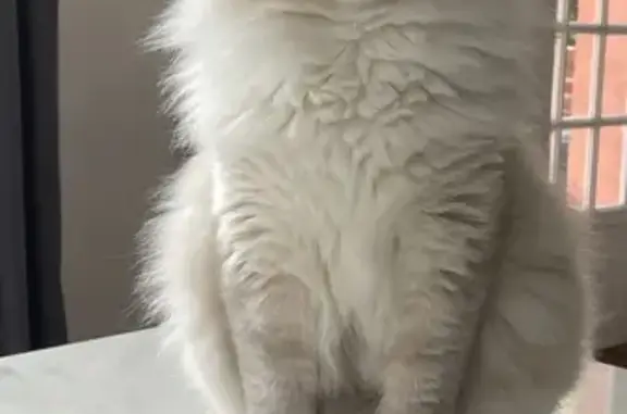 Chat perdu, , photo: Chat Ragdoll mâle perdu