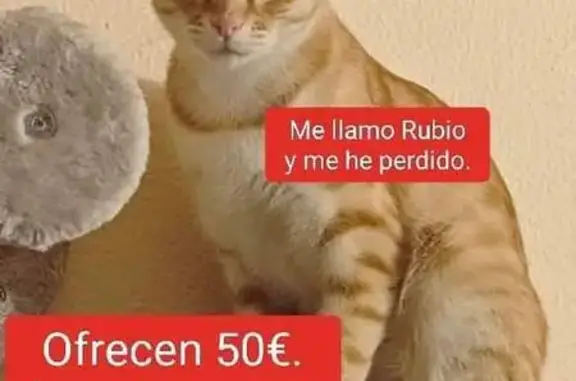 Animales perdidos , foto: ¡Ayuda! Gato Rubio Perdido en Sollana