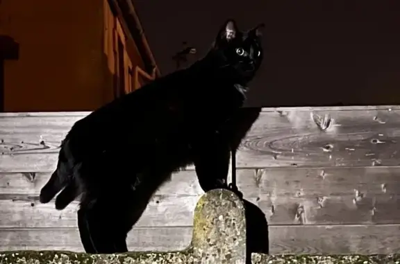 Animaux perdus Pessac, photo: Chat noir perdu à Pessac