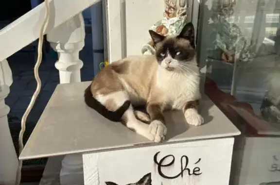 Gatos perdidos, , foto: ¡Ayuda a Encontrar a Che! Gata Perdida en l'Ametlla