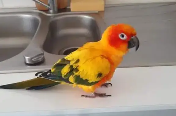 Animaux perdus , photo: Conure soleil égaré à Ambrumesnil