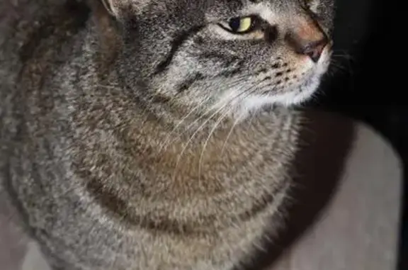 Animaux perdus La Ravoire, photo: Chat tigré perdu - La Ravoire Nord