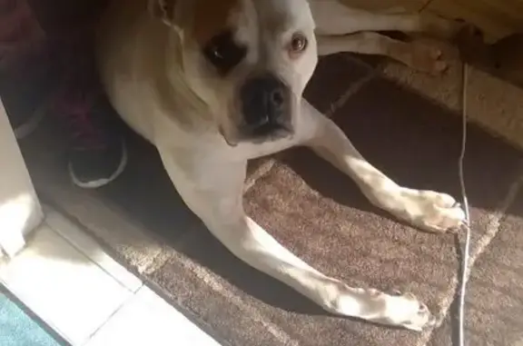 Lost Boxer Dog: White, Friendly - Hobsons Bay