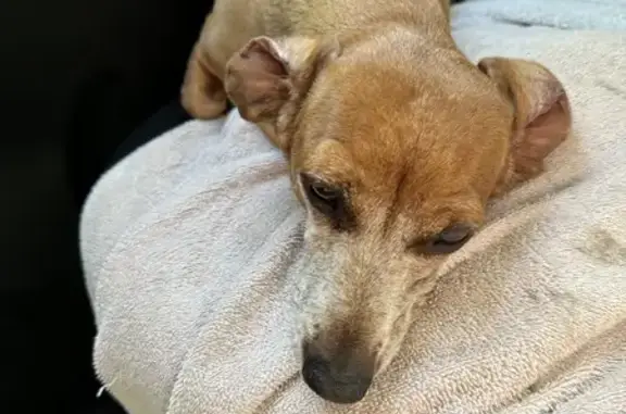 Lost Mini Daschound: Female, Grey, Age 8 - Help!