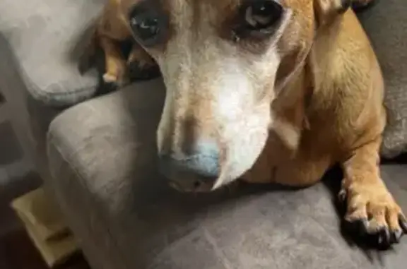 Lost Mini Dachshund - Senior, Shy, Red/Tan