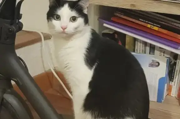 Animaux perdus Montpellier, photo: Chat Panda perdu à Montpellier