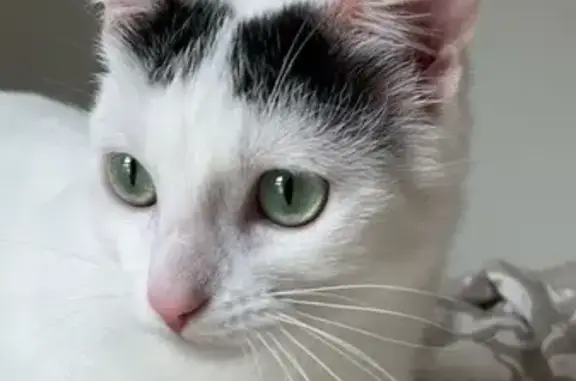 Animaux perdus Rennes, photo: Alerte: Chaton peureux perdu