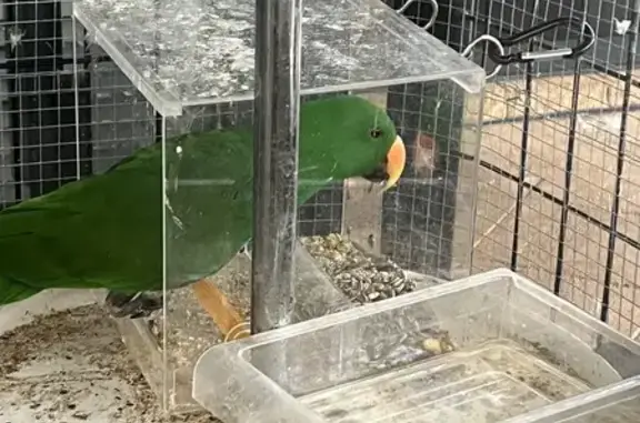 Lost Eclectus Parrot - Special Needs Bird!