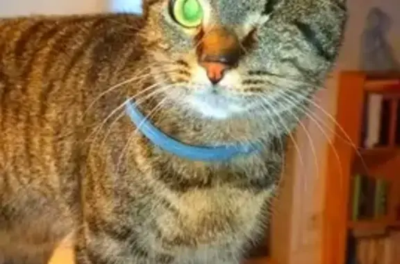 Petit-Lait, chatte borgne perdue - photo