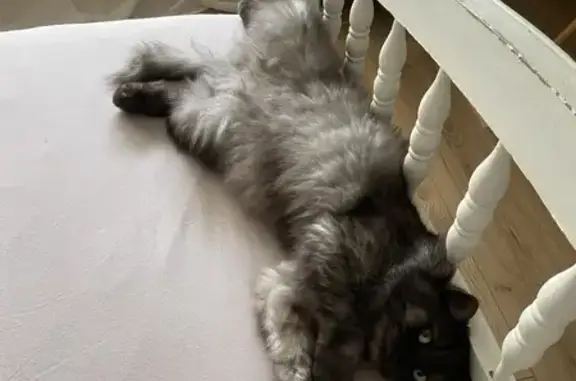 Chat perdu, , photo: Avis de recherche: LOLA, Persan gris