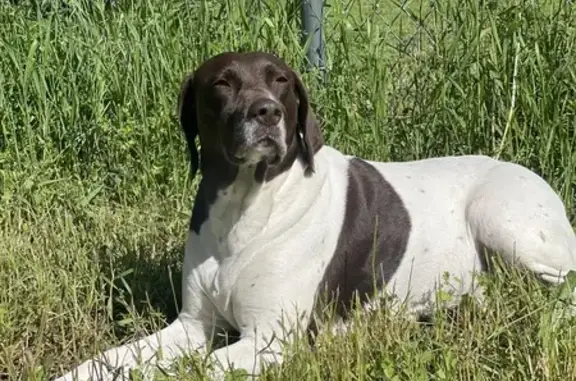 Found! Female German Pointer - Sherman Ave, ID