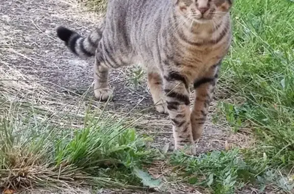 Chat peureux trouvé à Sanilhac - photo