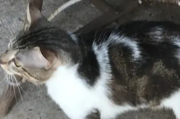 Animaux trouvés Mouchard, photo: Chat tricolore trouvé à Mouchard