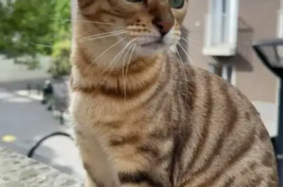 Animaux perdus Aubervilliers, photo: Chatte Una disparue à Aubervilliers