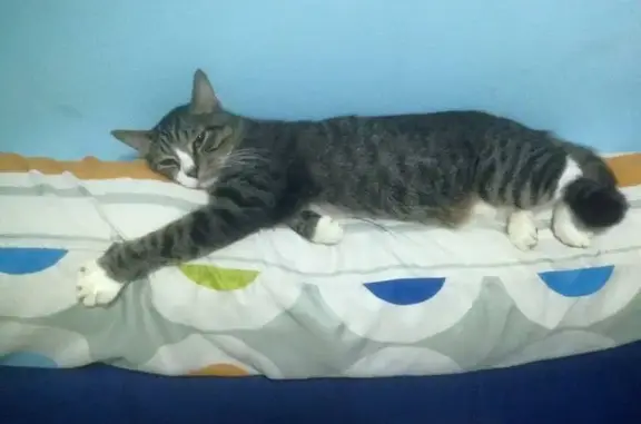 Lost Grey Tabby in Anchorvale: Help Find Him!