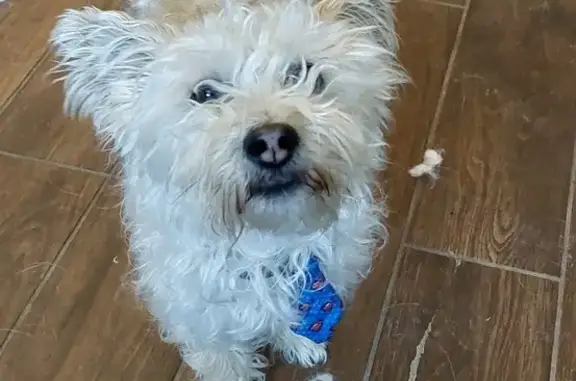 Lost Terrier-Poodle Mix Near 23rd & Kenton!