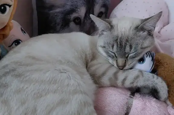 Animaux perdus Saint-Étienne, photo: Chat perdu: Mâle, 1 an, pucé