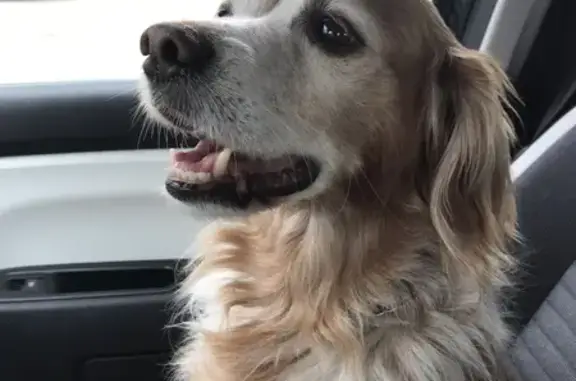 Chien âgé Gavroche perdu à Tizzano - photo