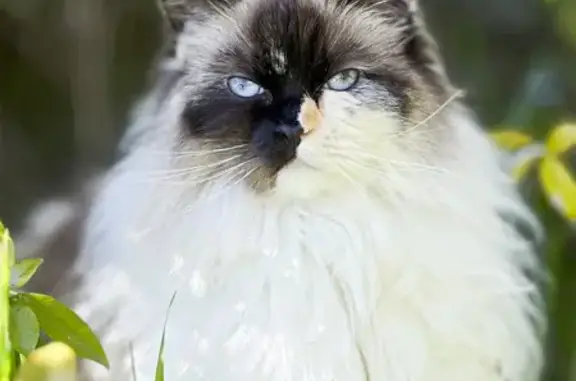 Animaux perdus Villenouvelle, photo: Chatte Ragdoll perdue à Villenouvelle