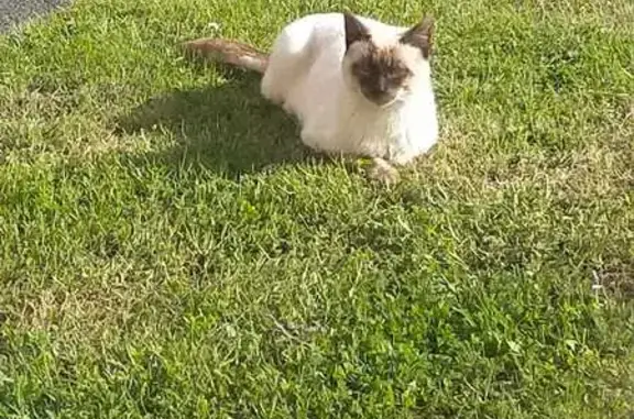 Animaux trouvés Rouxmesnil-Bouteilles, photo: Chat Siamois perdu - Rouxmesnil