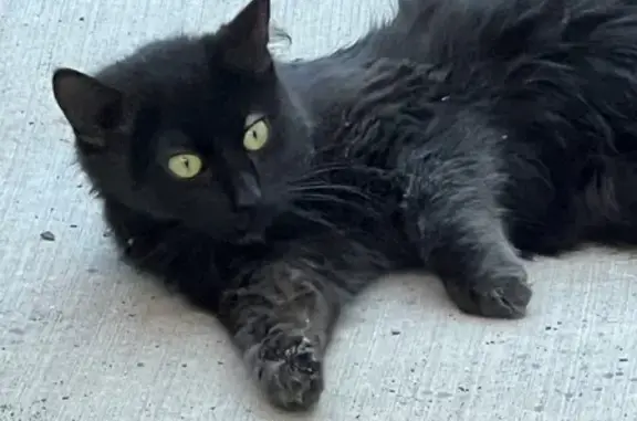 Found: Friendly Black Cat on N 5th St!