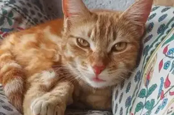 Animaux perdus , photo: Chatte Choucou disparue à Vachères