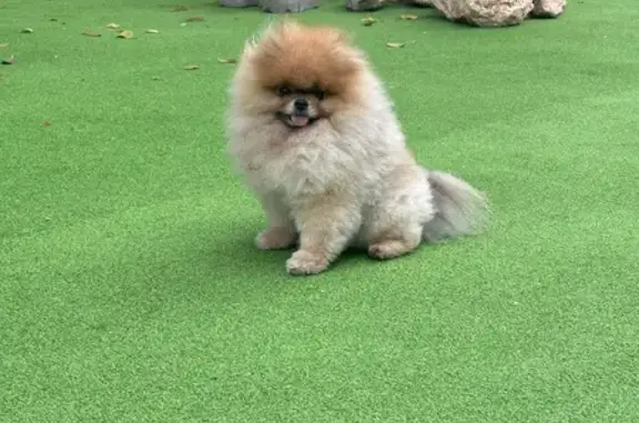 Perros perdidos, , foto: ¡URGENTE! Perdido Pomerania Simba en San Antonio