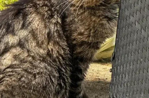 Chat craintif trouvé à Pontgouin - photo