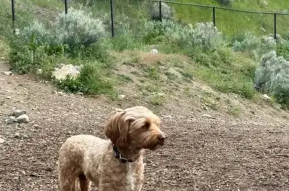 Lost Mini Goldendoodle Plum - Ferguson Canyon